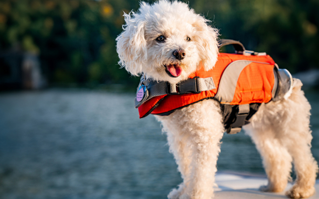British Pet Insurance dog on a paddleboard