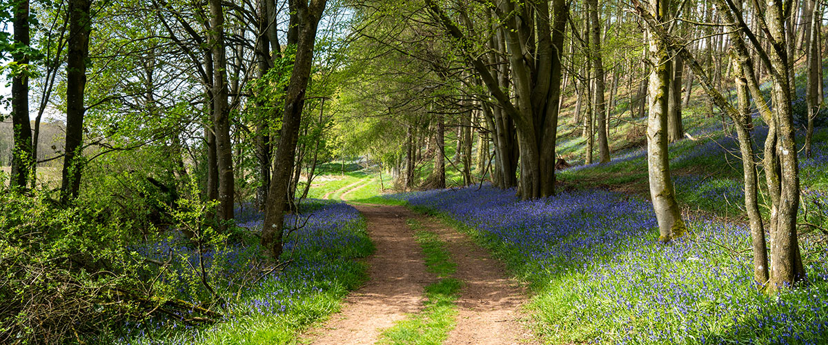 Take time to enjoy the flora and fauna along the Westmorland and Furness Way