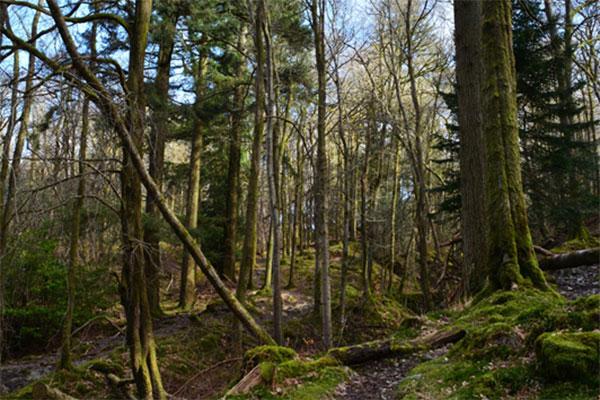 Skelghyll woods near Ambleside