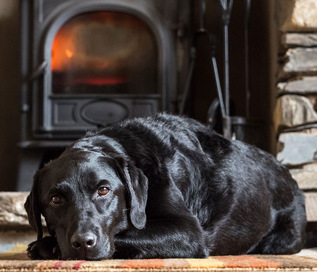 Black dog lying in front of fireplace