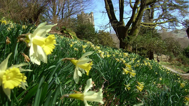 Daffodils in Grasmere
