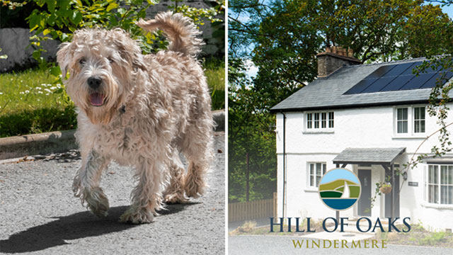 Pawsome Holidays in the Lake District, Cumbria